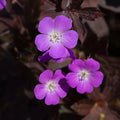 Buy Geranium maculatum 'Stormy Night' online UK