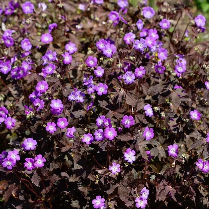 Buy Geranium maculatum 'Stormy Night' online UK