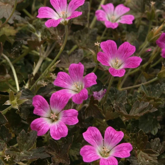 Buy Geranium 'Orkney Cherry' online UK