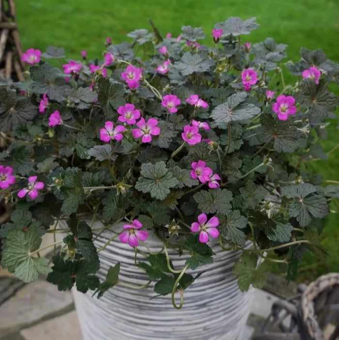 Buy Geranium 'Orkney Cherry' online UK