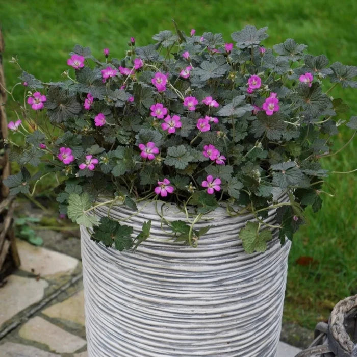 Buy Geranium 'Orkney Cherry' online UK
