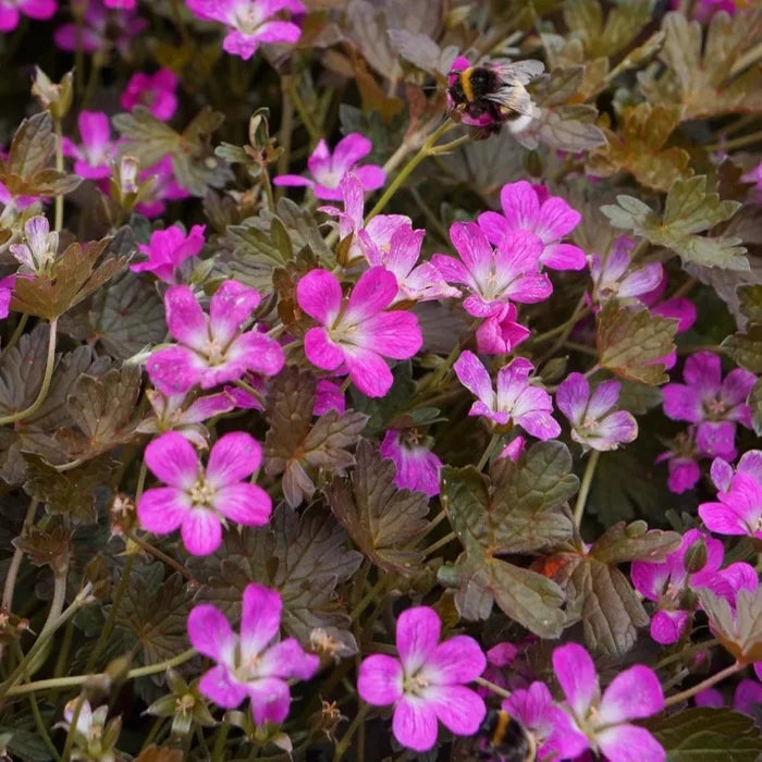 Buy Geranium 'Orkney Cherry' online UK