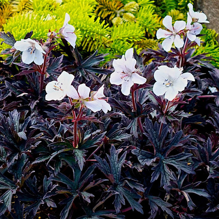 Buy Geranium pratense 'Purple Ghost' online UK