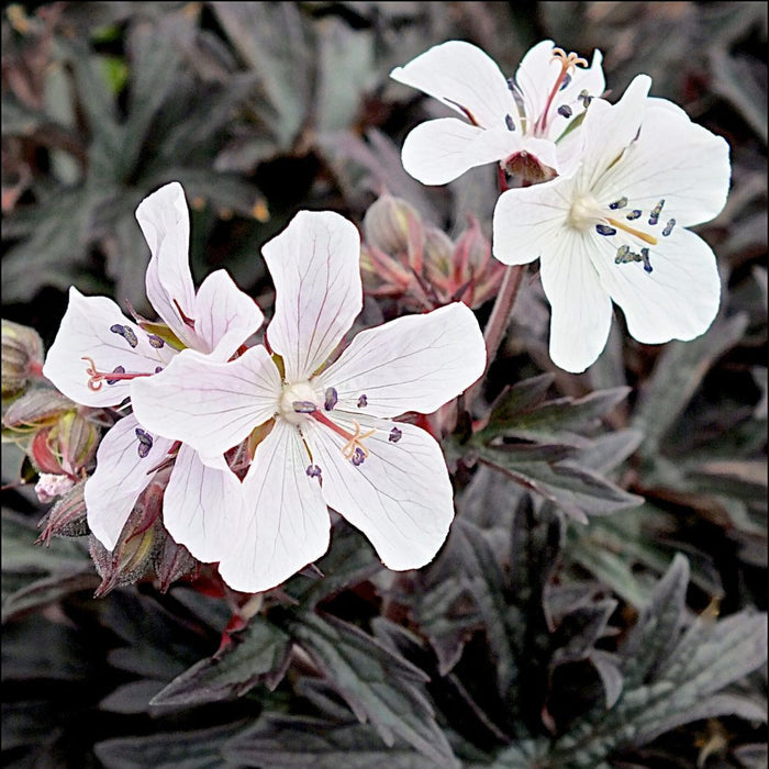 Buy Geranium pratense 'Purple Ghost' online UK