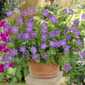 Buy Geranium 'Rozanne' online UK
