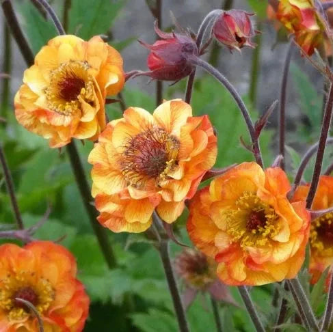 Geum 'Alabama Slammer' (Cocktails Series) in bloom