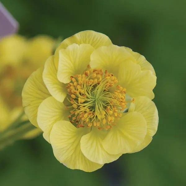 Geum 'Banana Daiquiri' (Cocktails Series) flower in bloom against a green background.