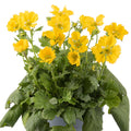 Geum coccineum 'Tosai Yellow', flowering in a grey pot against a white background