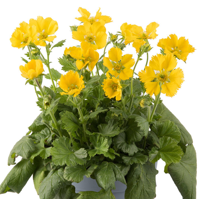 Geum coccineum 'Tosai Yellow', flowering in a grey pot against a white background
