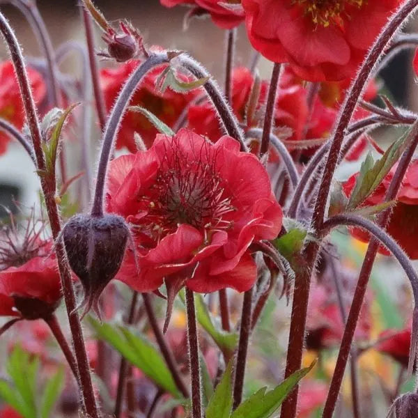 Geum 'Flames of Passion'
