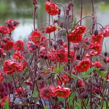 Geum 'Flames of Passion'