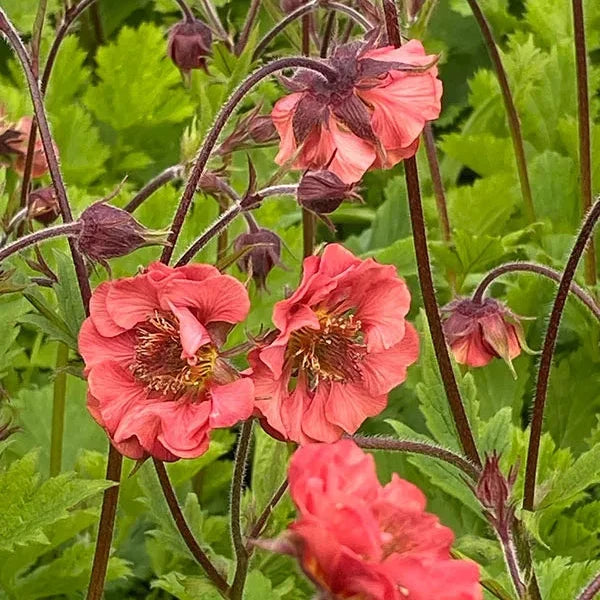 Geum 'Flames of Passion'