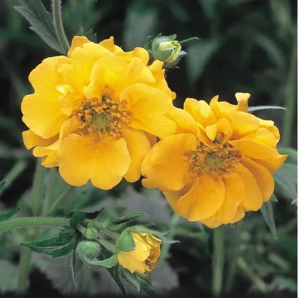 2 Geum 'Lady Stratheden' flowers in bloom
