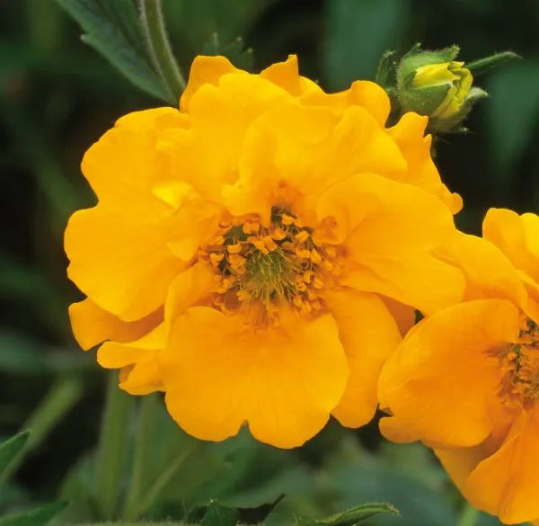 Geum 'Lady Stratheden' flowers against a backdrop of leaves
