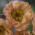 Geum 'Mai Tai' (Cocktails Series) flowers in bloom