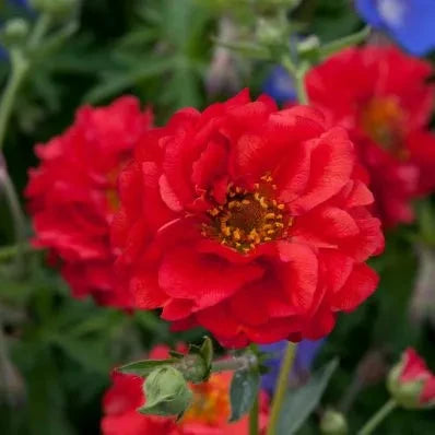Geum 'Mrs J. Bradshaw'