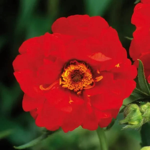 Geum 'Mrs J. Bradshaw'