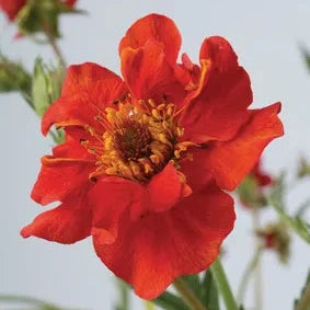 Geum 'Mrs J. Bradshaw'