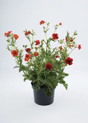 Geum 'Mrs J. Bradshaw'