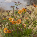Geum 'Nonna' growing together by a lake