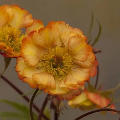 Geum 'Nonna' in bloom