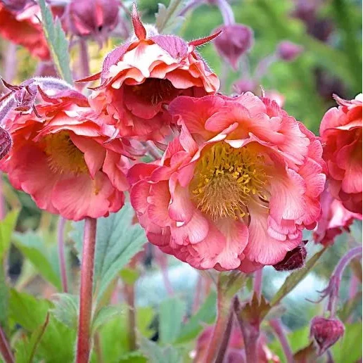 Geum 'Pink Petticoats' in bloom