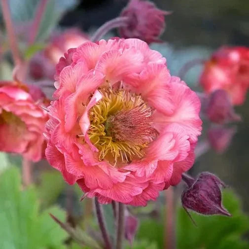 Geum 'Pink Petticoats' flower in full bloom