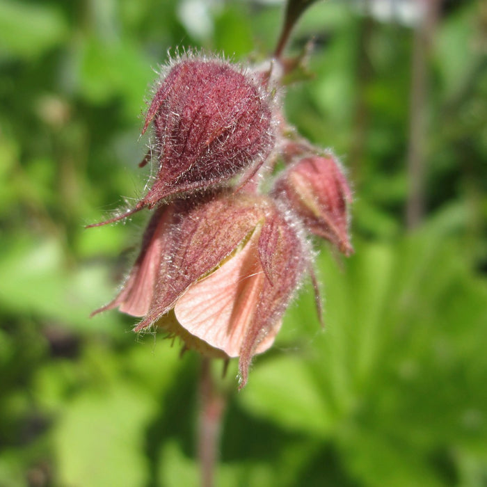 Buy Geum rivale (Water Avens) online UK