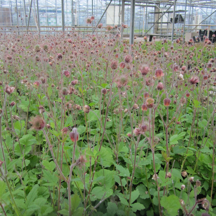 Buy Geum rivale (Water Avens) online UK