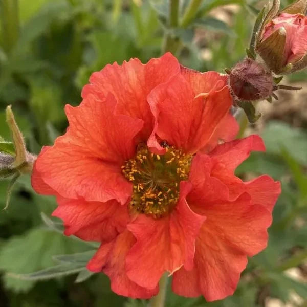 Geum 'Scarlet Tempest'