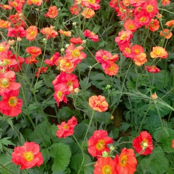 Geum 'Scarlet Tempest' in a bed of flowers