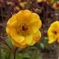 Geum 'Tequila Sunrise' (Cocktails Series)