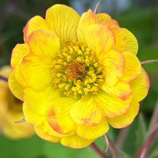 Geum 'Tequila Sunrise' (Cocktails Series)