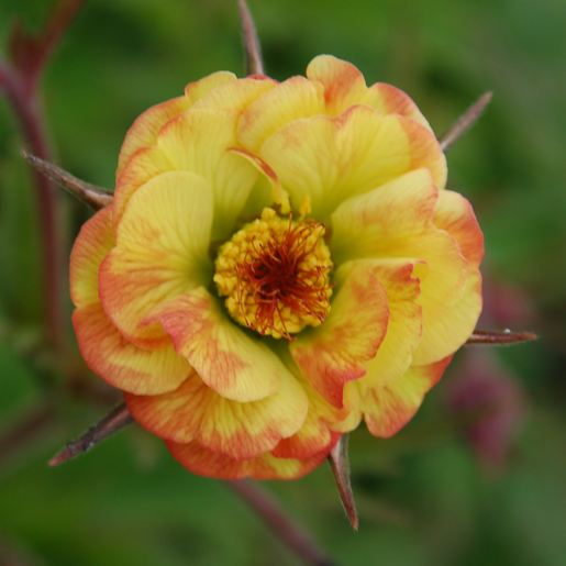 Geum 'Tequila Sunrise' (Cocktails Series)