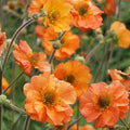 Geum 'Totally Tangerine'