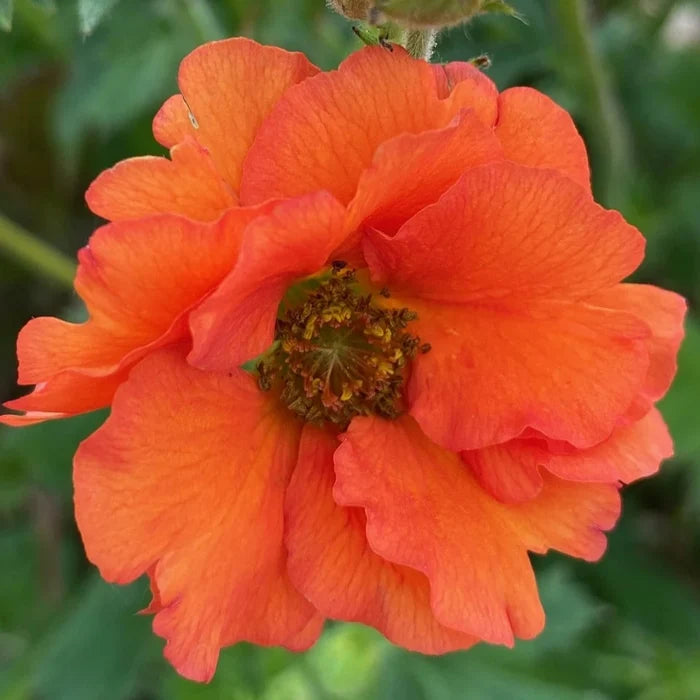 Buy Geum 'Tropical Tempest' online UK