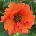 Buy Geum 'Tropical Tempest' online UK