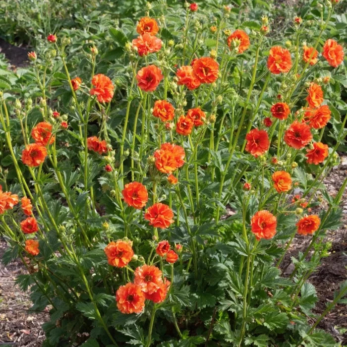 Buy Geum 'Tropical Tempest' online UK