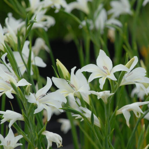 Buy Gladiolus colvillei 'The Bride' Corms online UK