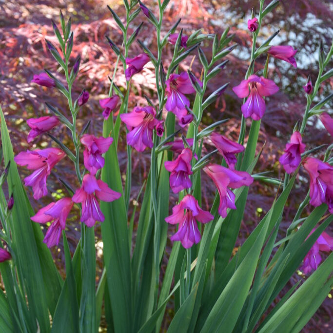 Buy Gladiolus communis ssp. byzantinus (Byzantine Gladiolus) Corms online UK