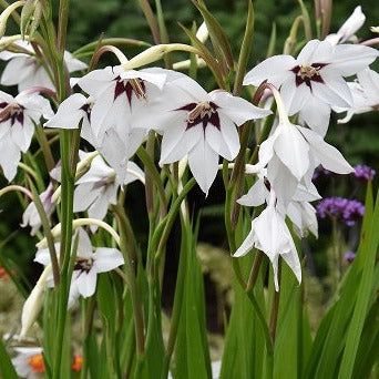Buy Gladiolus murielae (Abyssinian Gladiolus) Corms online UK
