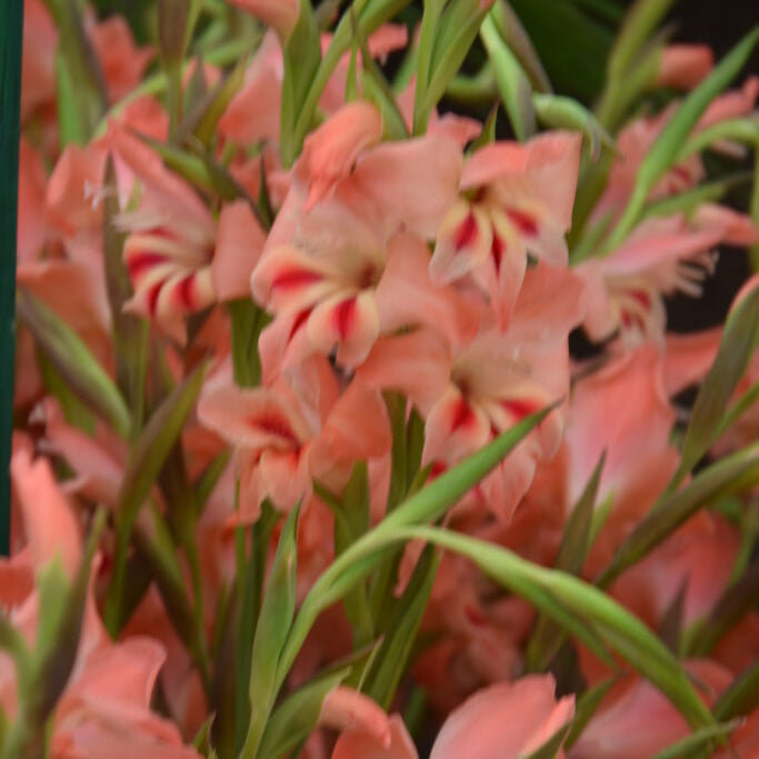 Buy Gladiolus 'Nathalie' Corms online UK
