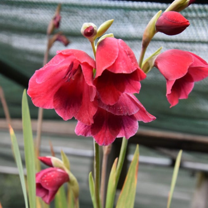 Buy Gladiolus papilio 'Ruby' Corms online UK