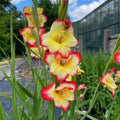 Buy Gladiolus primulinus 'Las Vegas' Corms online UK