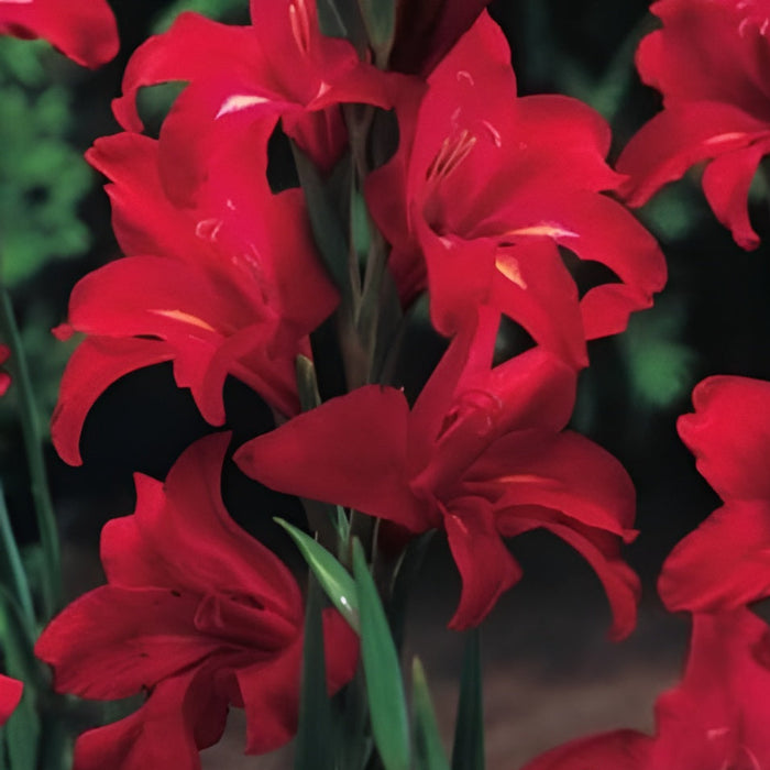 Buy Gladiolus ramosus 'Robinetta' Corms online UK