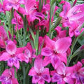 Buy Gladiolus ramosus 'Vulcano' Corms online UK