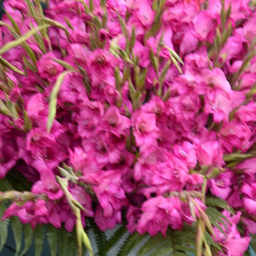 Buy Gladiolus 'Summer Jewel' Corms online UK