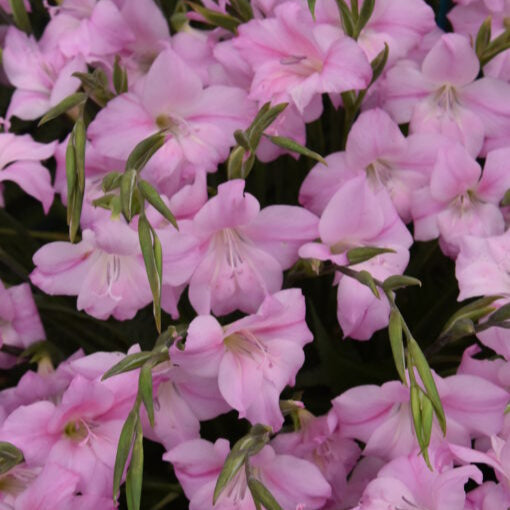 Buy Gladiolus tubergenii 'Charming Lady' Corms online UK