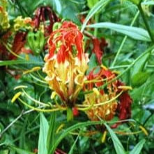 Buy Gloriosa 'Oriental Super' Bulbs online UK