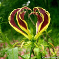 Buy Gloriosa superba 'Carsonii' Bulbs online UK